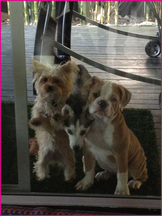Miley-Cyrus-Dogs